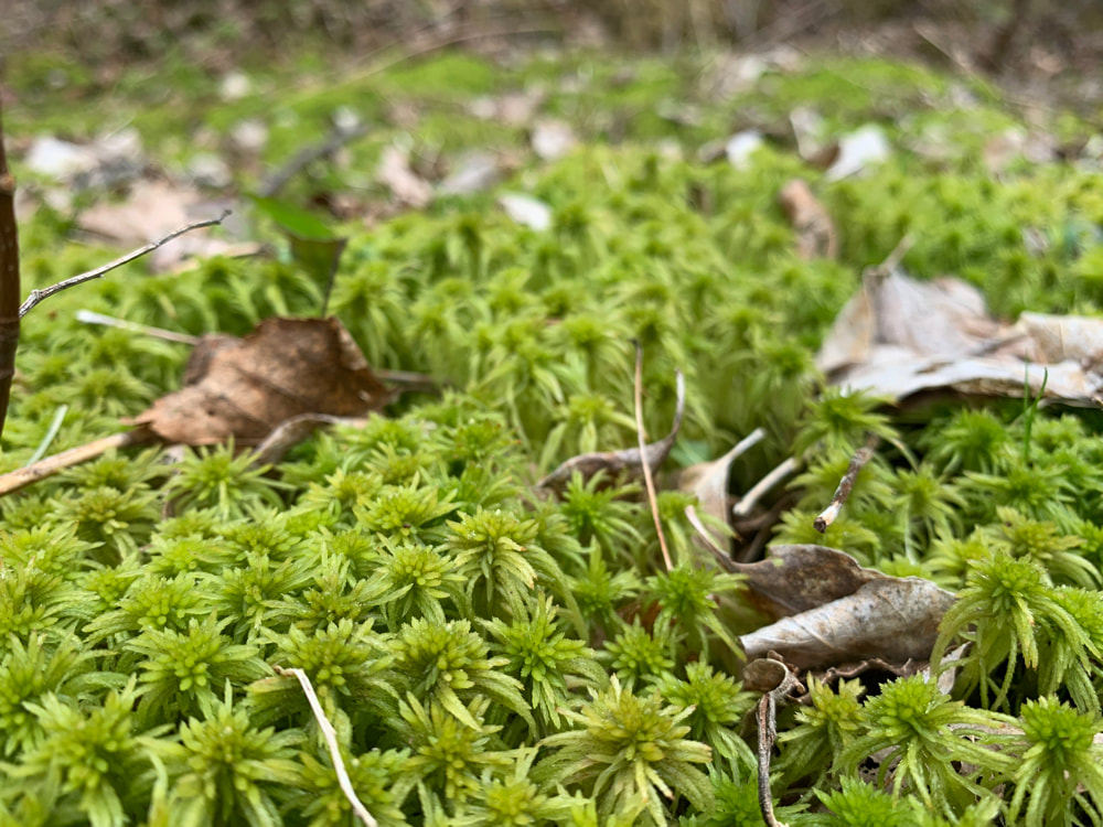 One of many sphagnum moss sites on our property.. Photo by Carol Millett of ForagedFloralsNewRoss.ca.