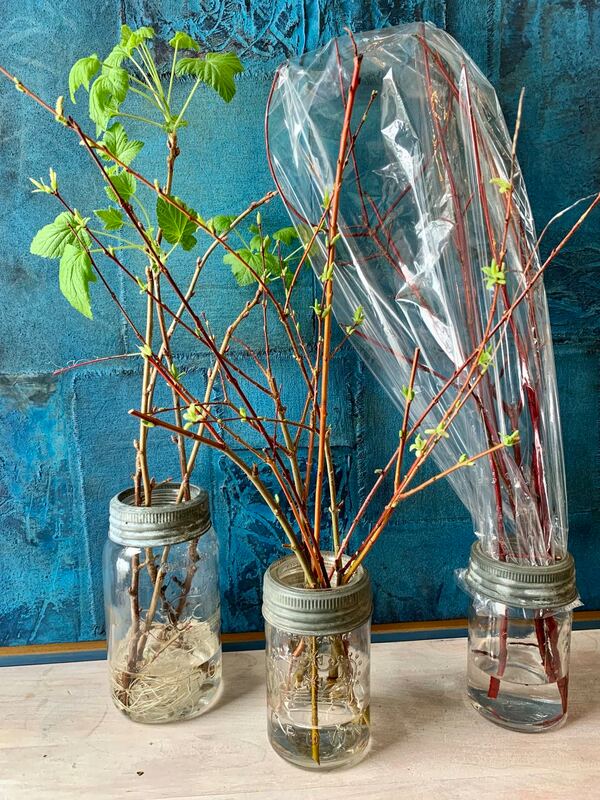 Forcing shrubs in jars. Photo by Carol Millett, Foraged Florals