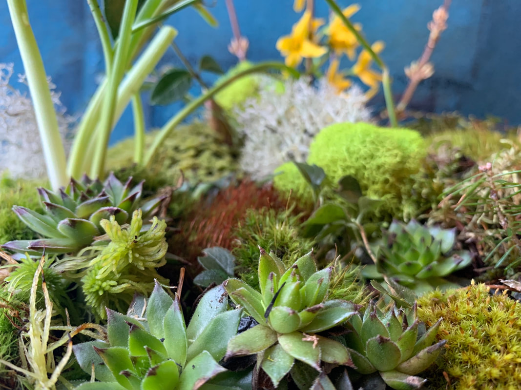 Lush detail found in moss gardens designed by Susan Larder of Foraged Florals, New Ross, NS.