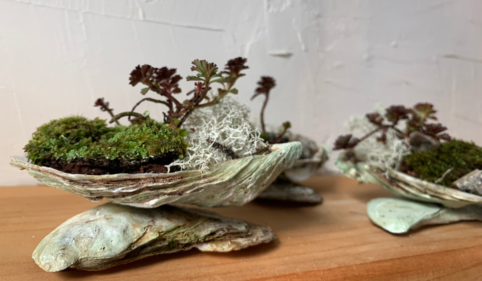 Moss garden in oyster shell created by Foraged Florals New Ross.