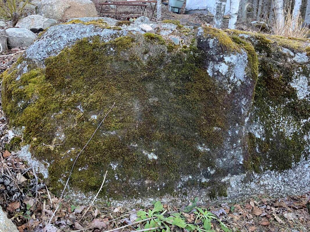 Moss grows on rocks, wood, and on the ground. This rock is in our garden at Foraged Florals.