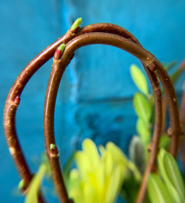 Dabbled Willow buds in spring arrangement. Photo by Carol Millett, Foraged Florals.